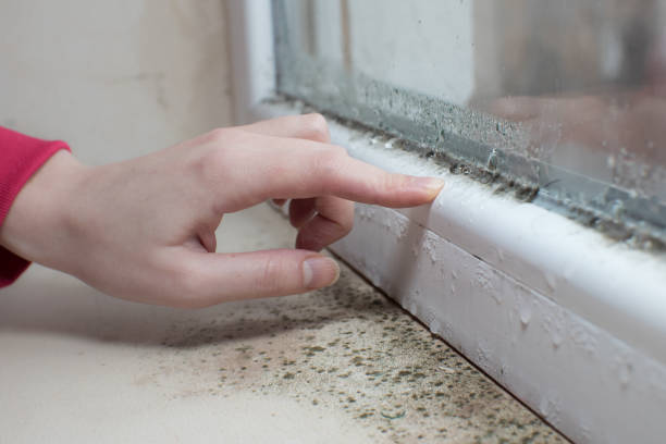 Best Mold Remediation for Healthcare Facilities  in New California, OH